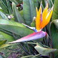 bird of paradise flowers