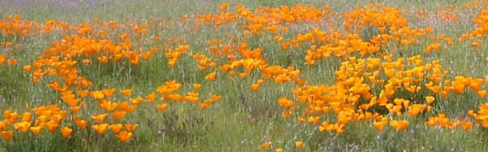 San Diego drought tolerant garden