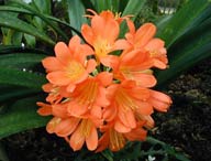 san diego garden clivia flower